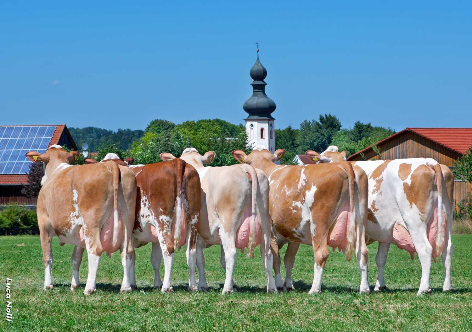 CRV Fleckvieh bulls deliver strong, balanced performance in latest figures