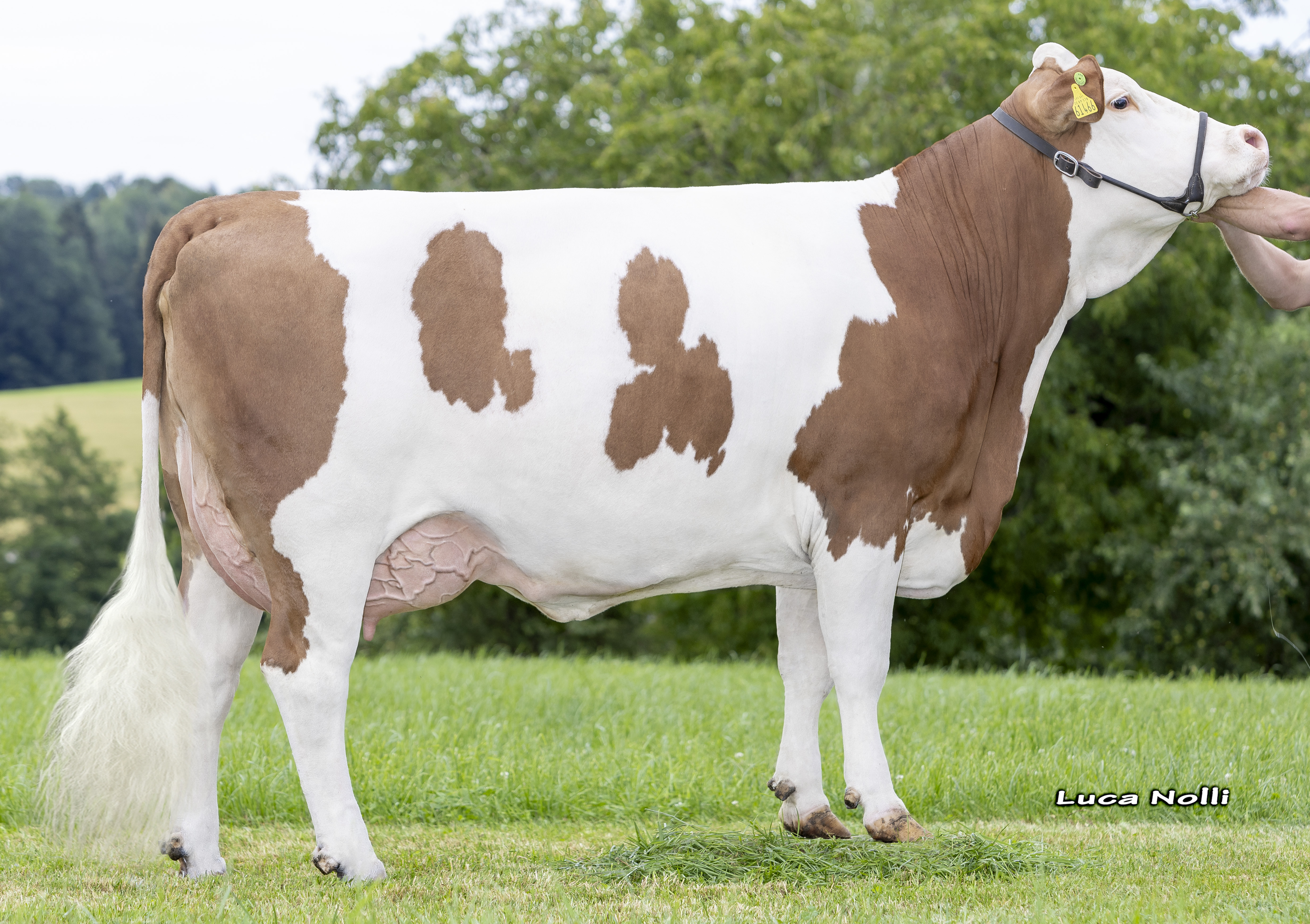 Warlock-Tochter Zwerge eine hervorragende Warlock-Tochter mit über 36 kg Milch