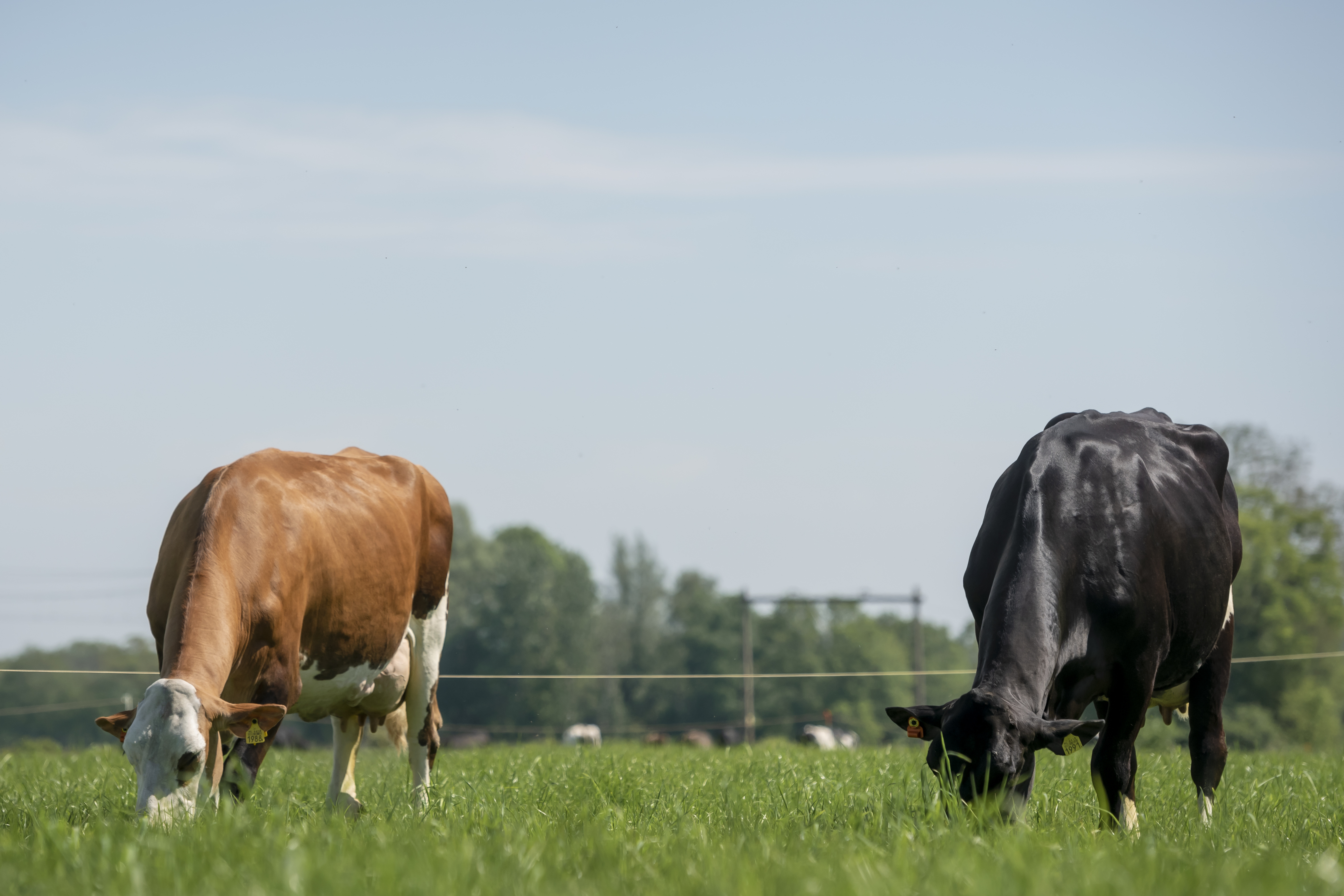 Sehen Sie sich unser breites Angebot an Milch- und Fleischsorten an.