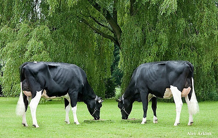 Urgroßmutter Javina 50 und deren Vollschwester Javina 51