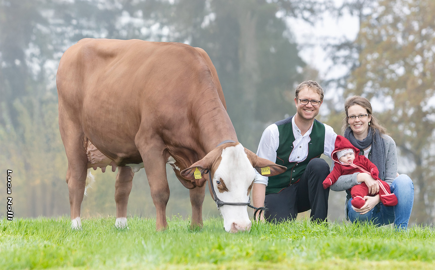 Fleckvieh Update & Highlights Dezember 2024