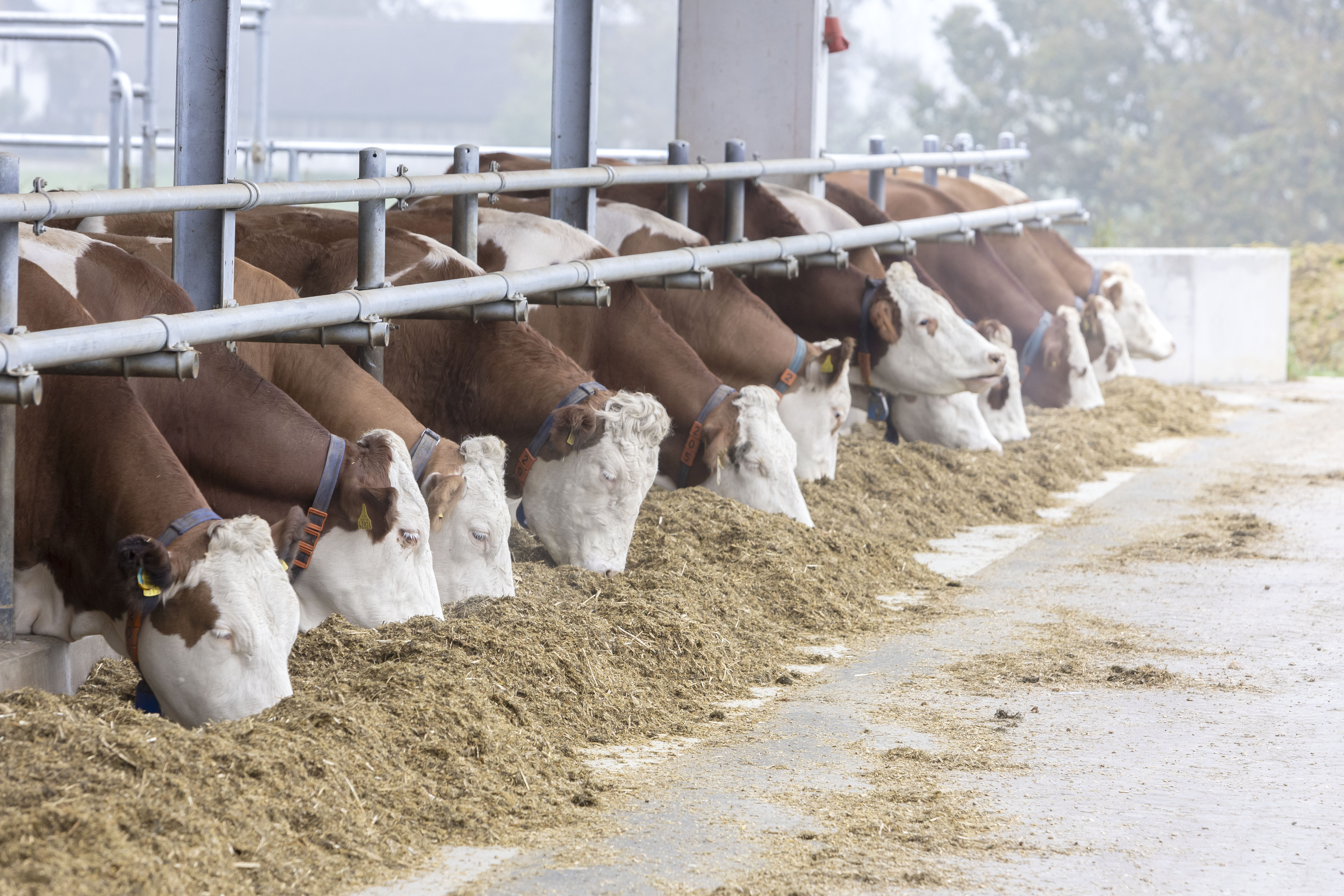 Strong breeding philosophy continues to drive CRV’s Fleckvieh progress