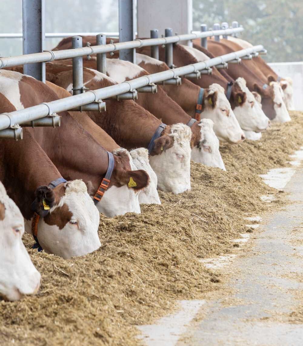 La sólida filosofía de selección sigue impulsando el progreso de Fleckvieh de CRV