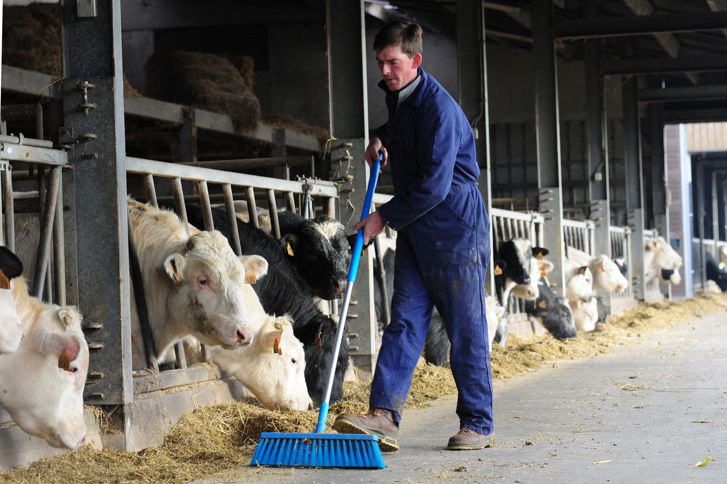 Belgian Blue breeder Geert Demasure from Avelgem