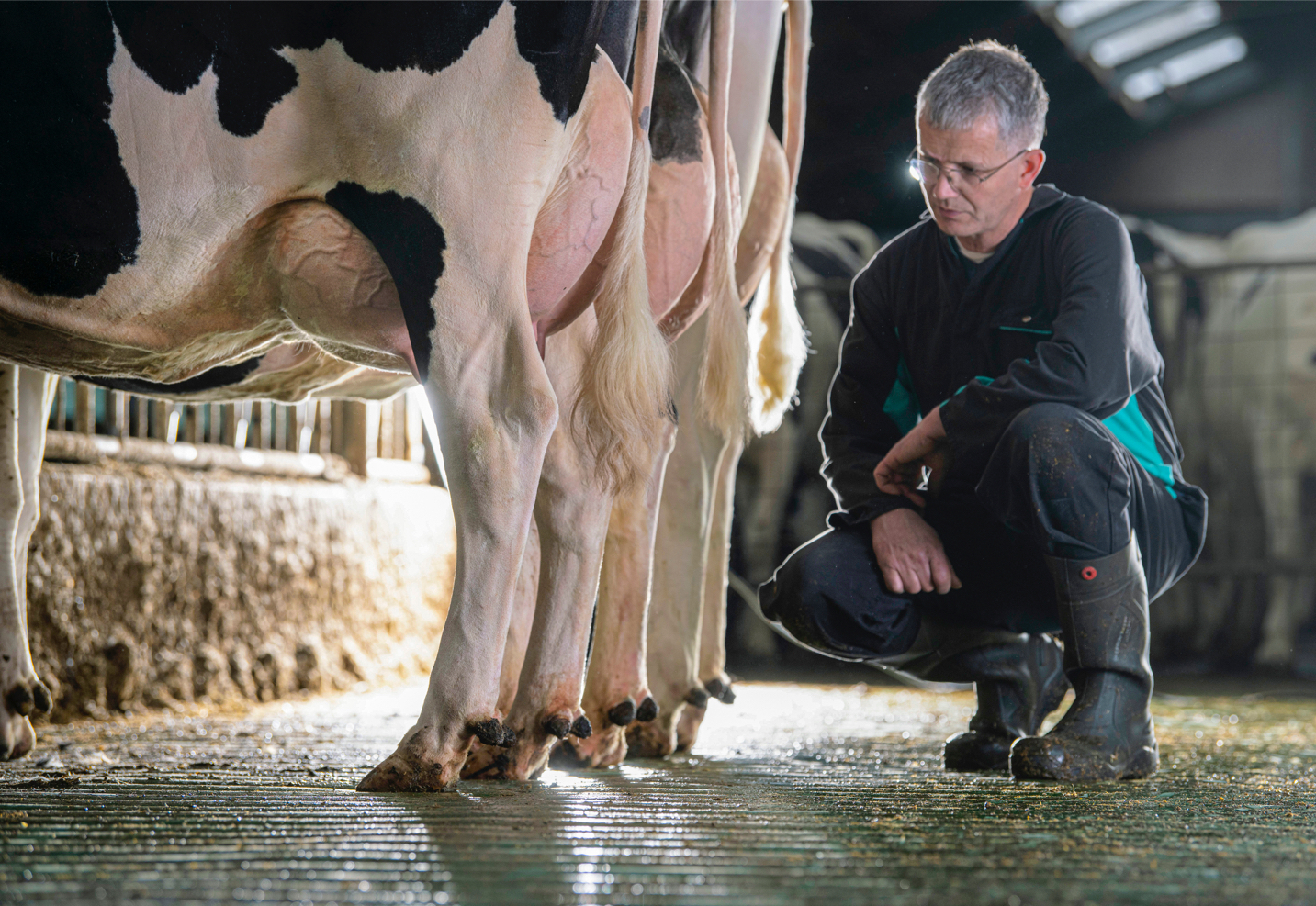 Kees Simons, dairy farmer in Steenbergen, the Netherlands