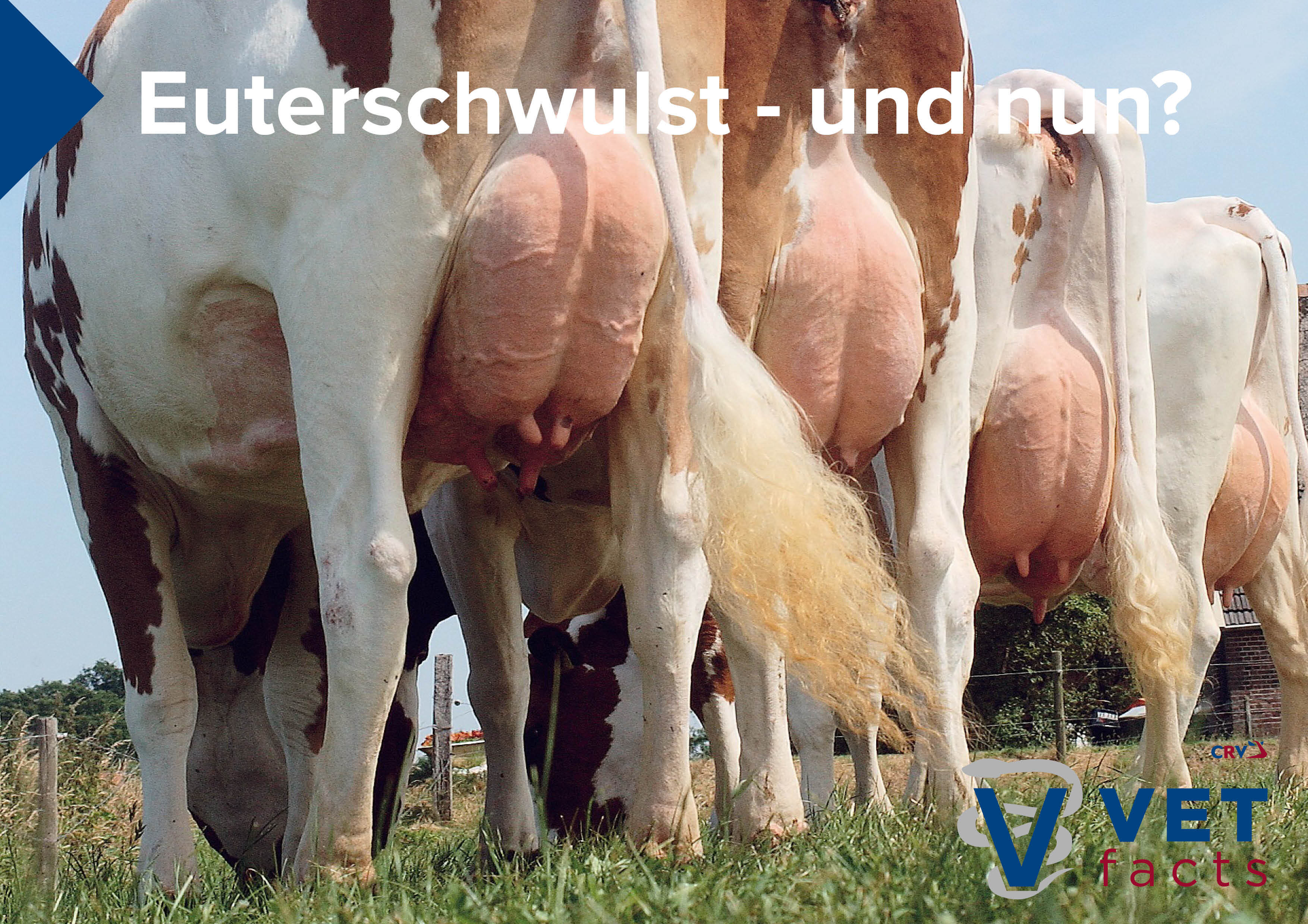 Vet Facts - Euterschwulst