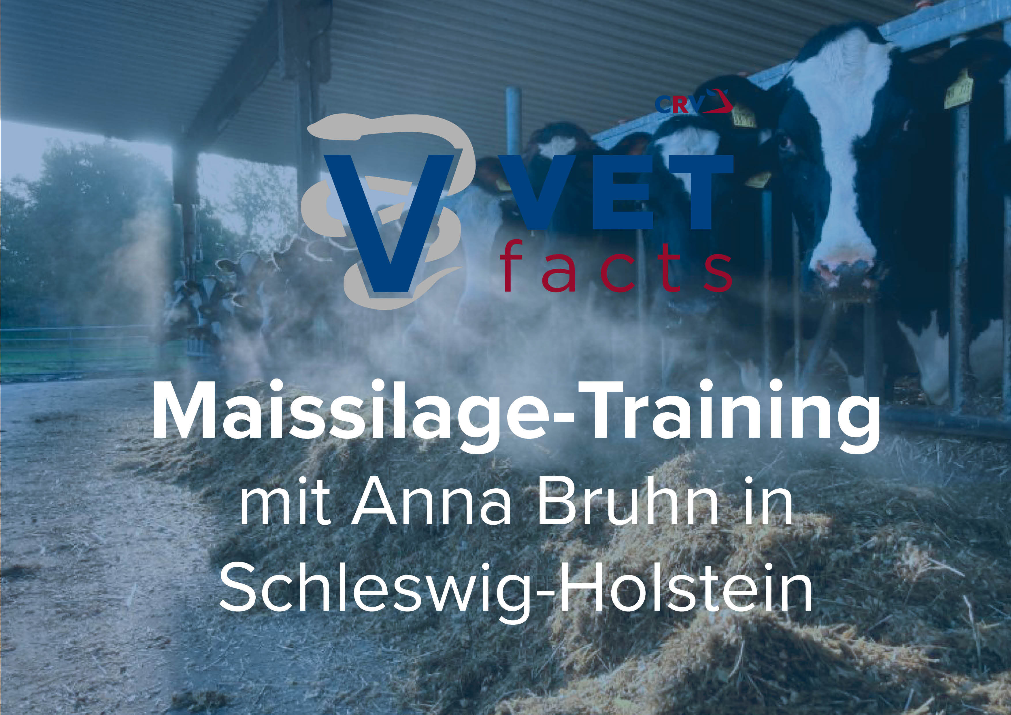 Vet facts – Maissilage Training geht in die nächste Runde