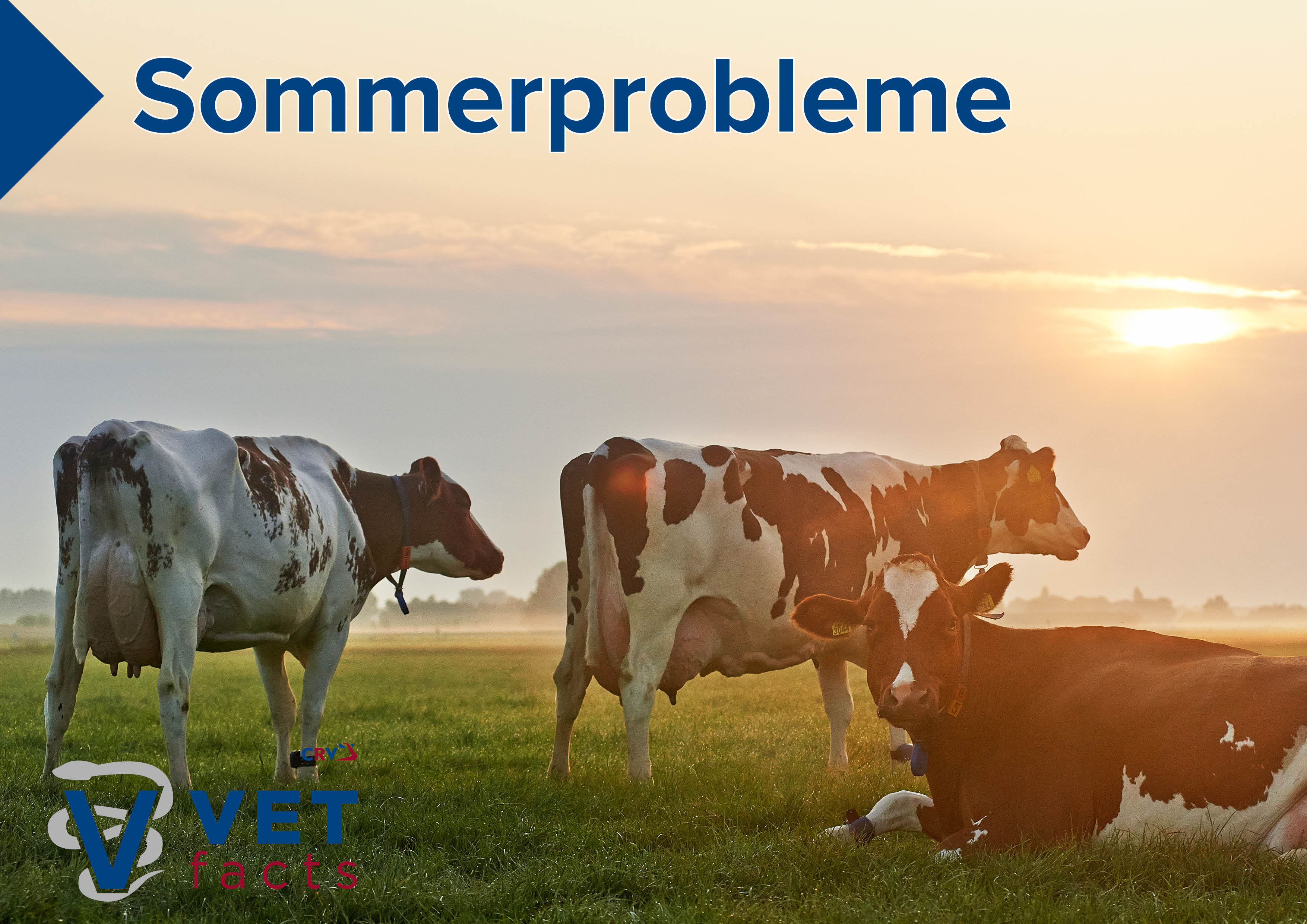 Vet facts - Sommerprobleme