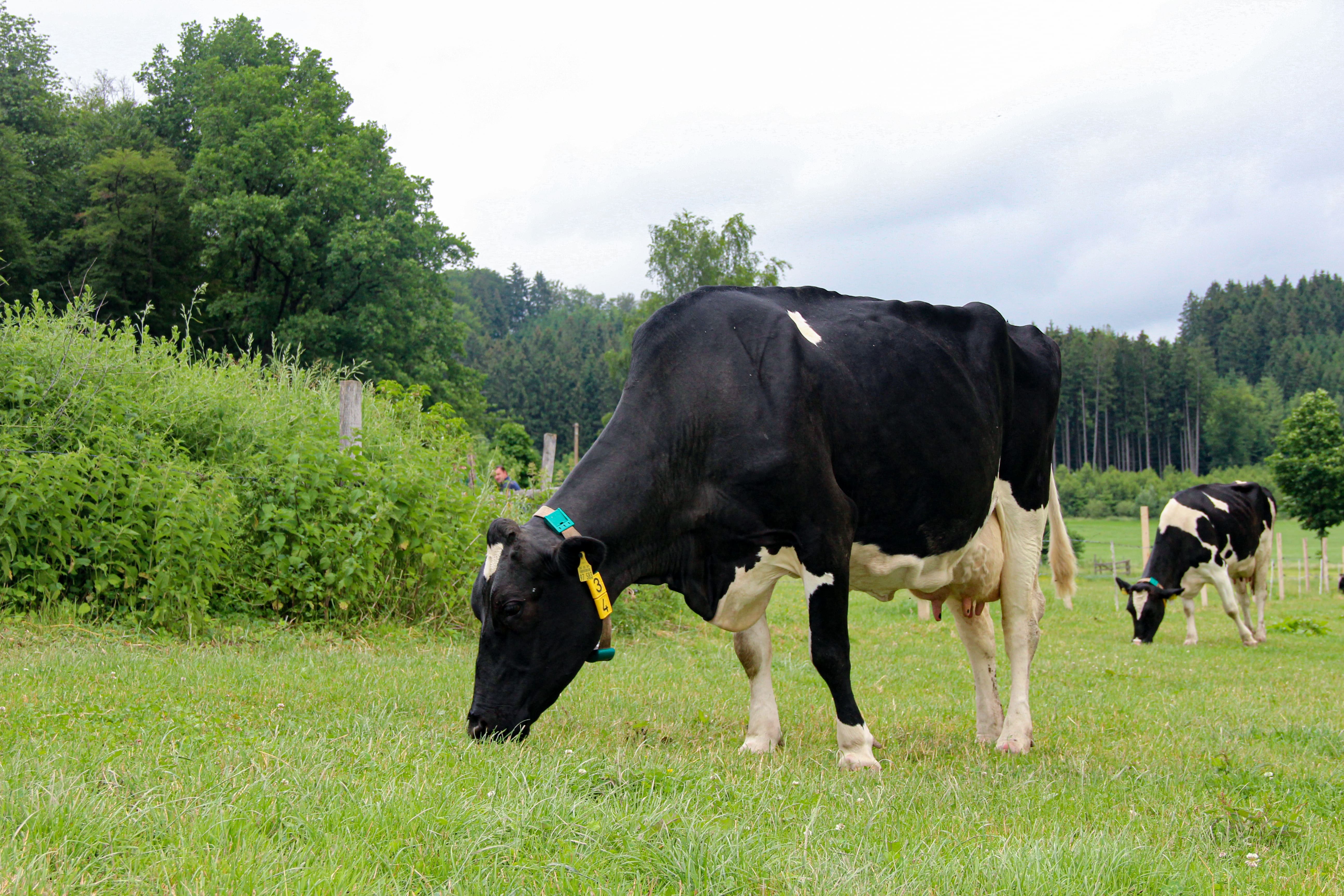 Schwarzbunte Holstein auf der Weide