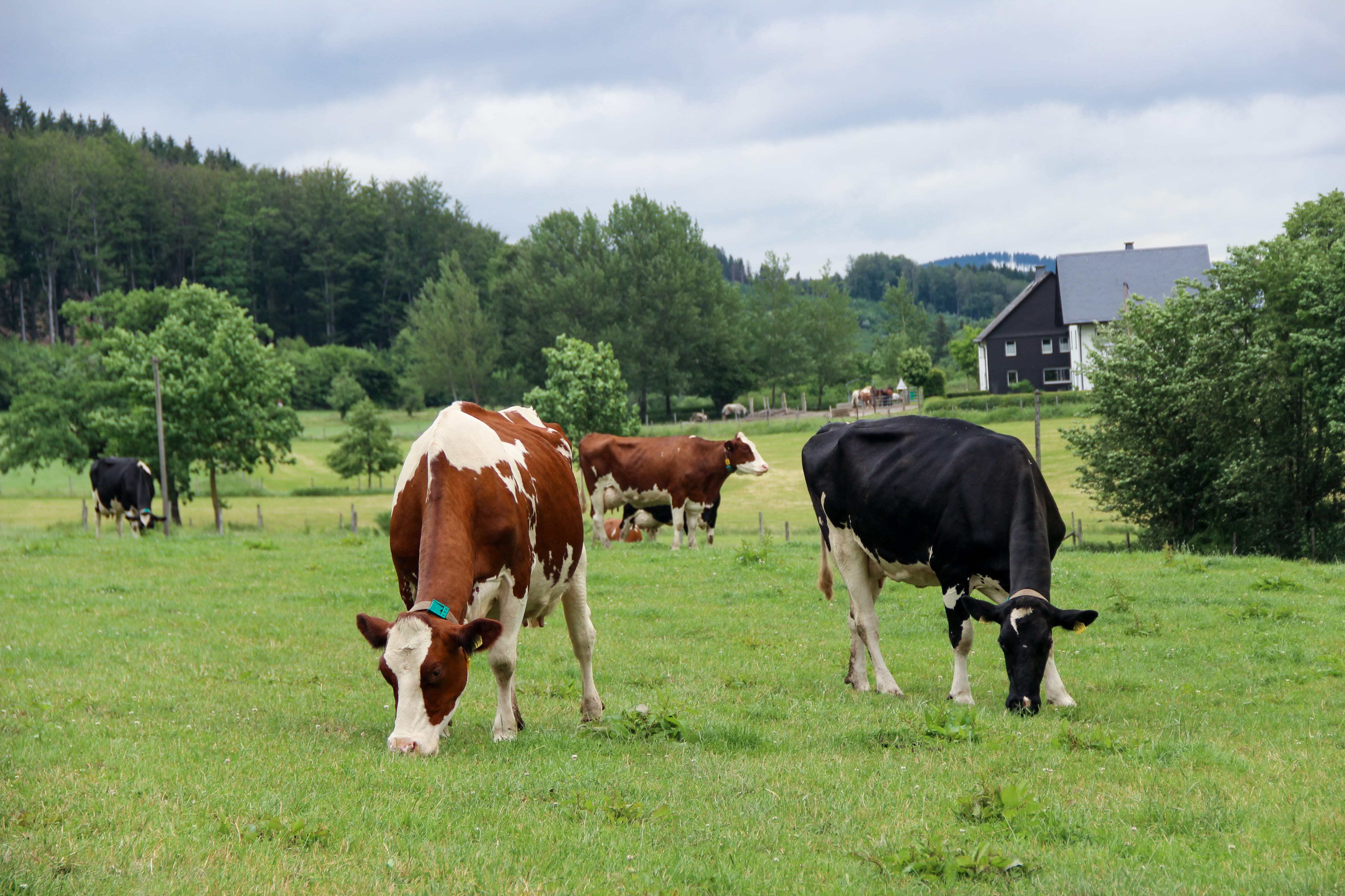 Eine Rotbunte und eine Schwarzbunte Holstein auf der Weide