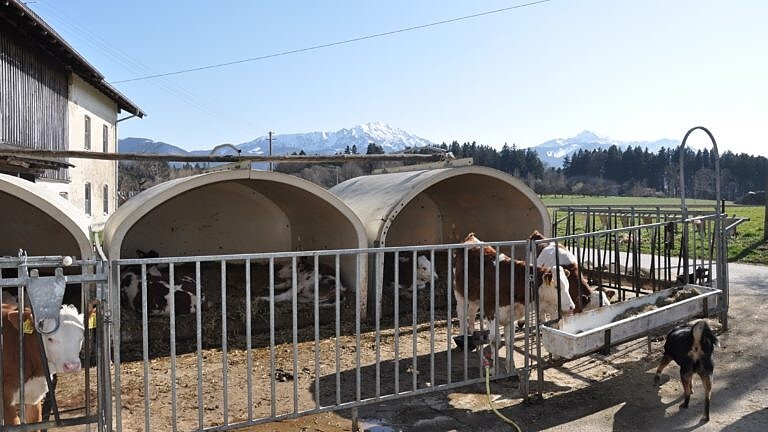 Vor schneebedeckten Alpen: Kälberhaltung in Gruppenboxen.