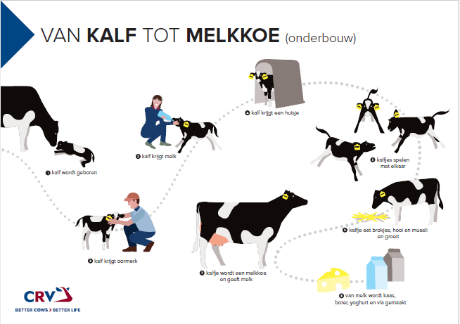 Poster Van kalf tot melkkoe onderbouw