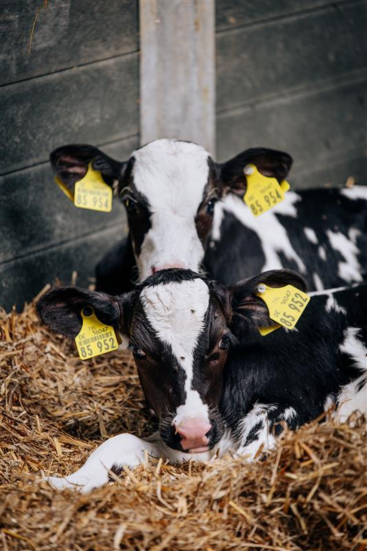 Die Kälberaufzucht wird ständig optimiert, wie z.B. durch eine hofeigene TMR.