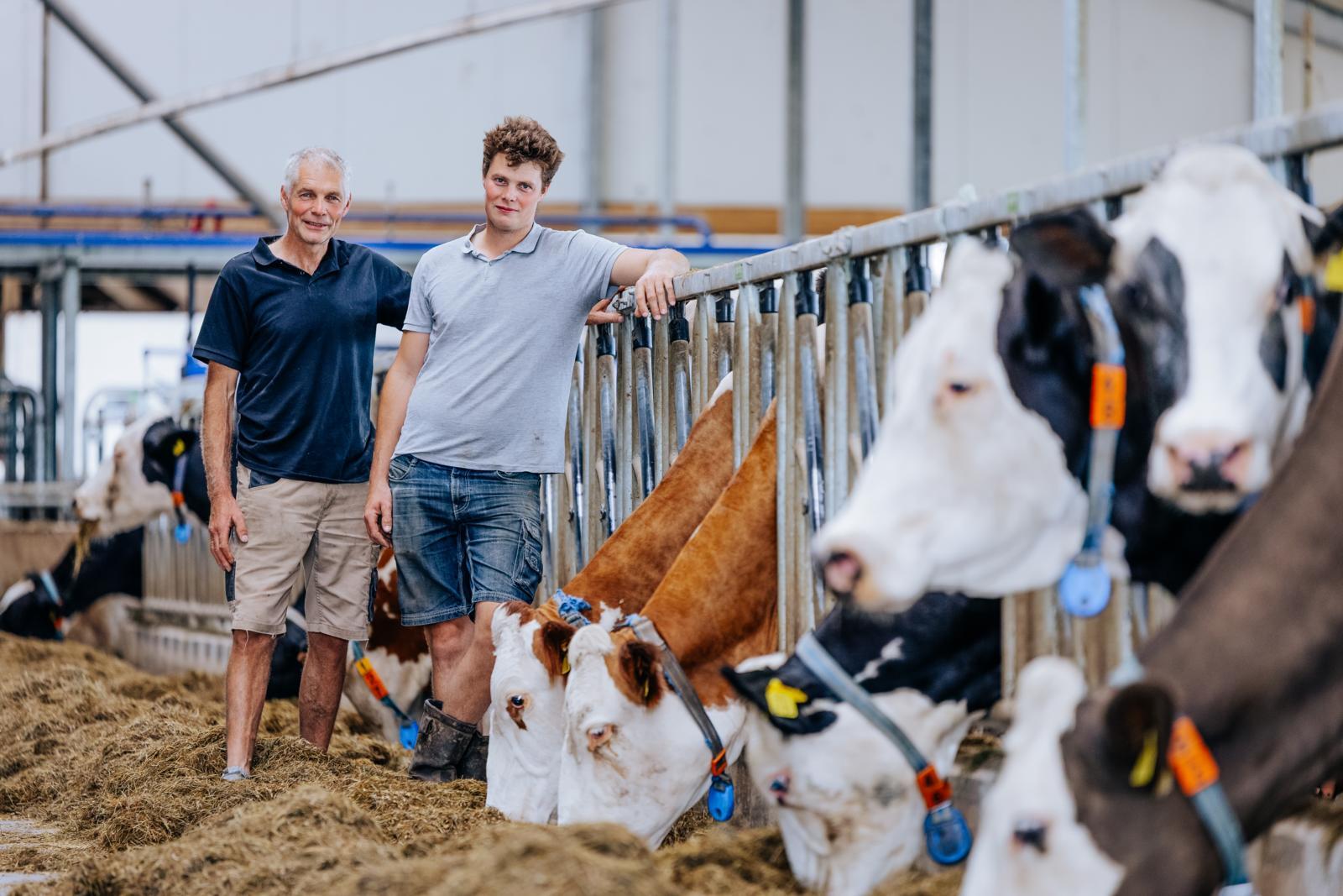 ‘Onze kruislingen geven verrassend veel melk’