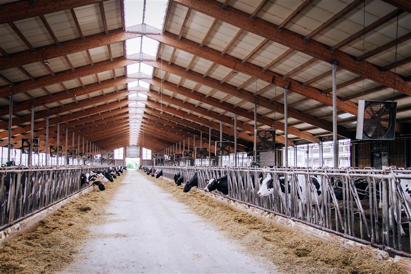 Wo Kühe sich wohlfühlen - Landwirtschaft mit Zukunft