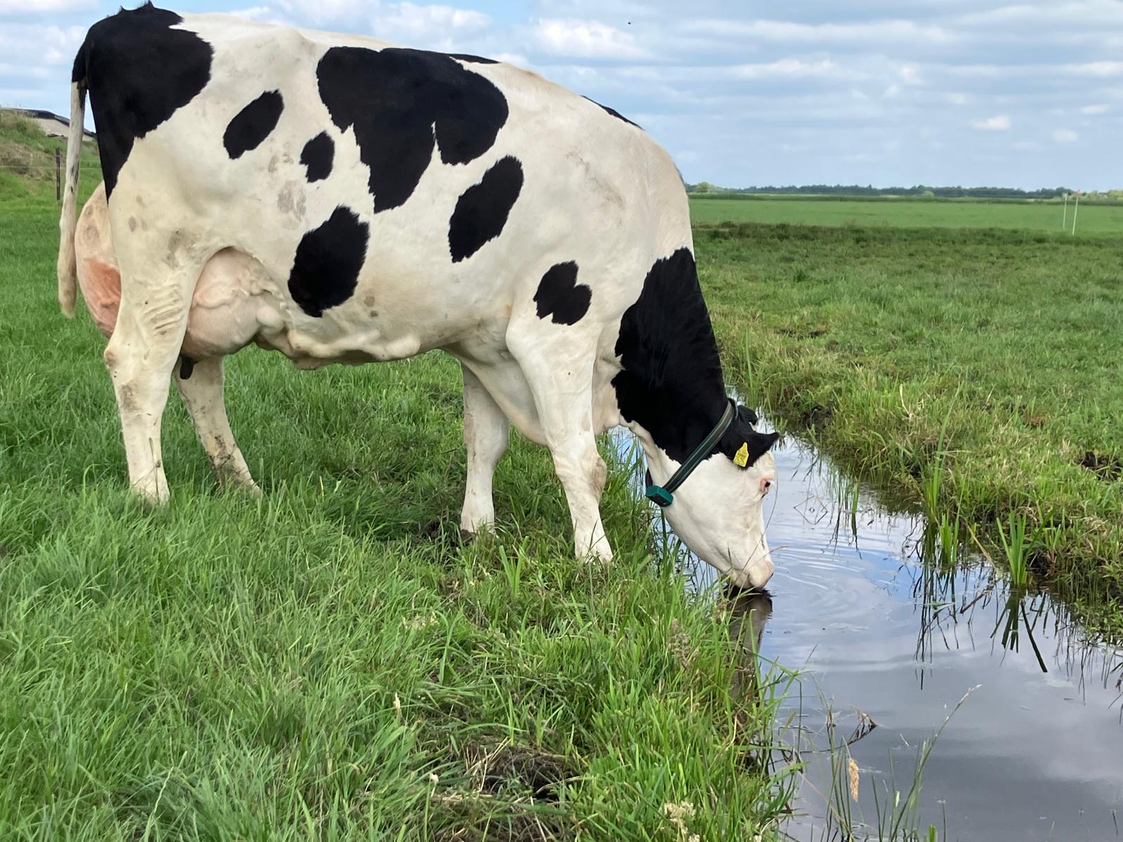 Holstein x Fleckvieh