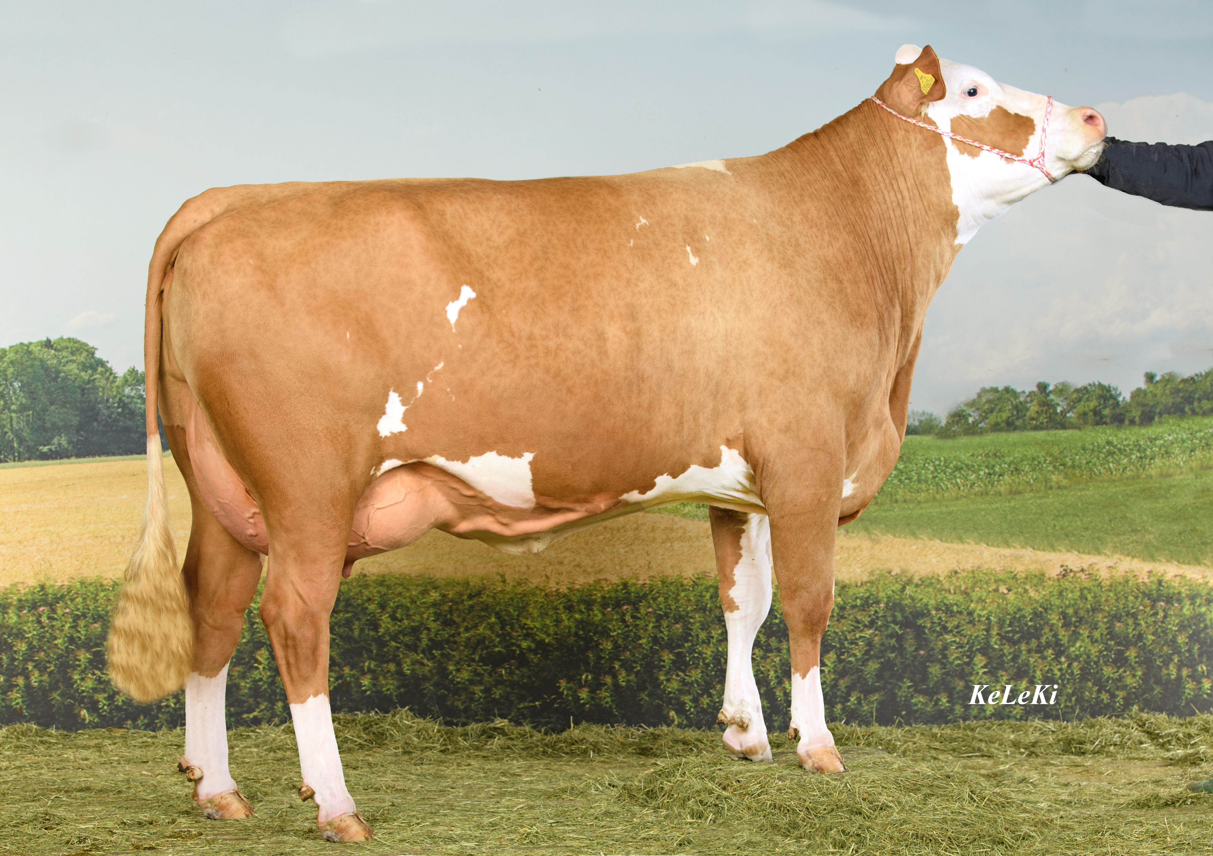 Champion Jungkuh GRANATE (V.: Wintertraum), FIH Landesgut Otterbach/ ZV FIH