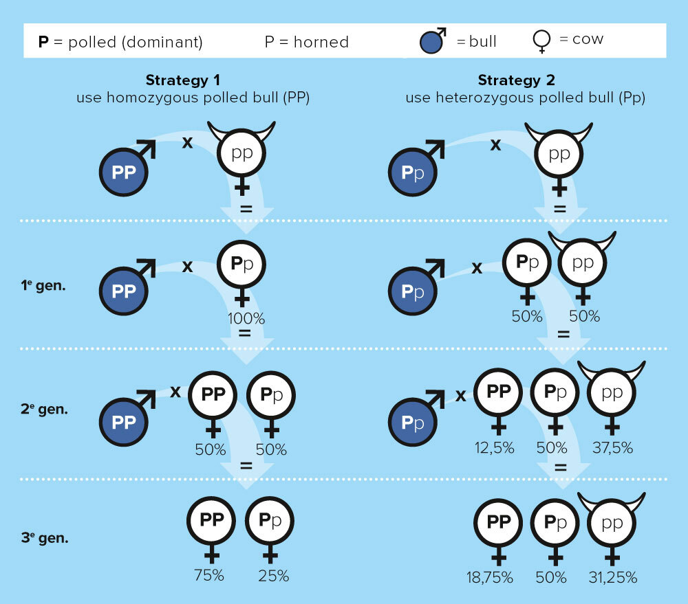 Infographic polled (PP) breeding strategies