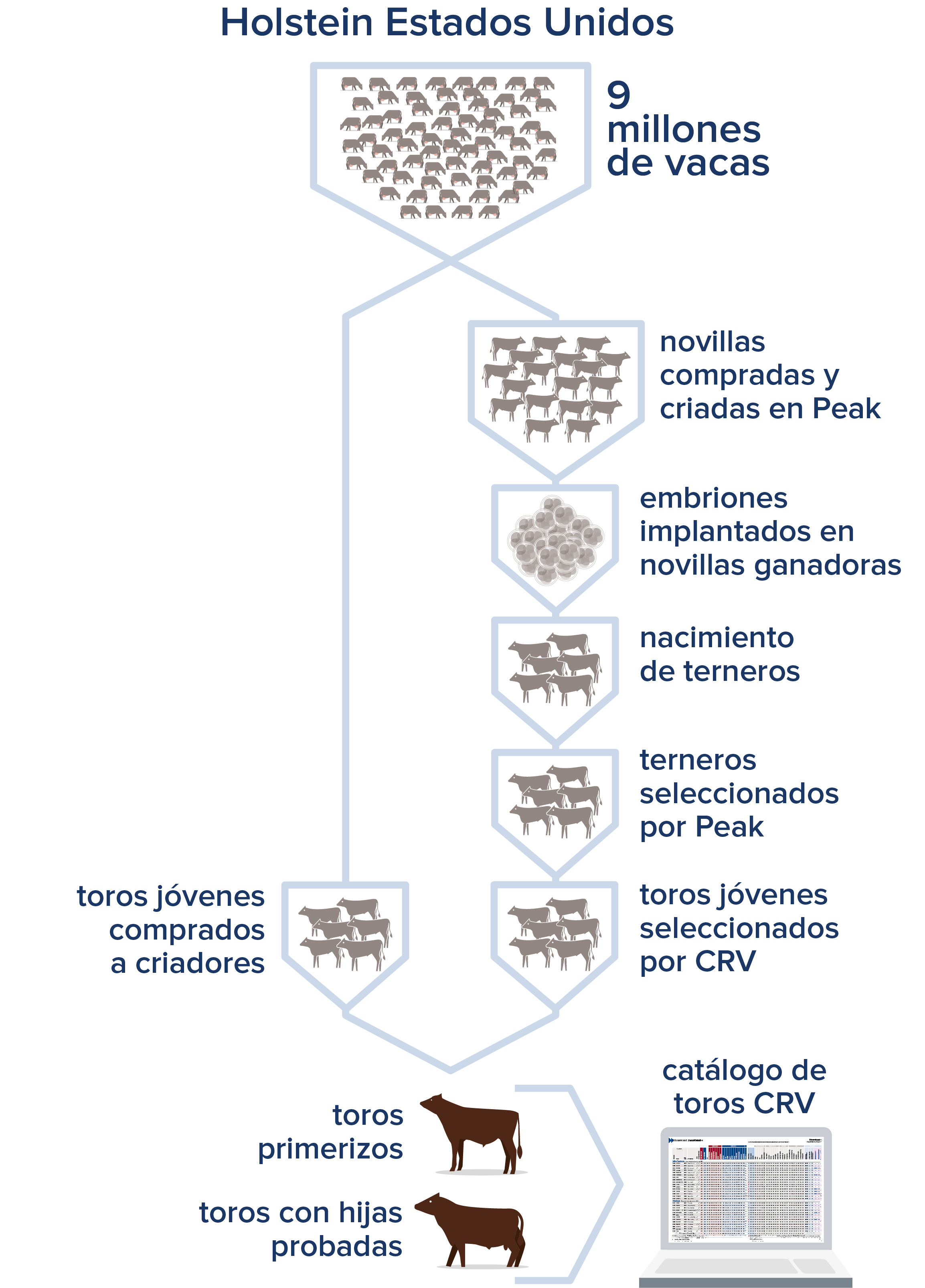 CRV programa de cría EE.UU.