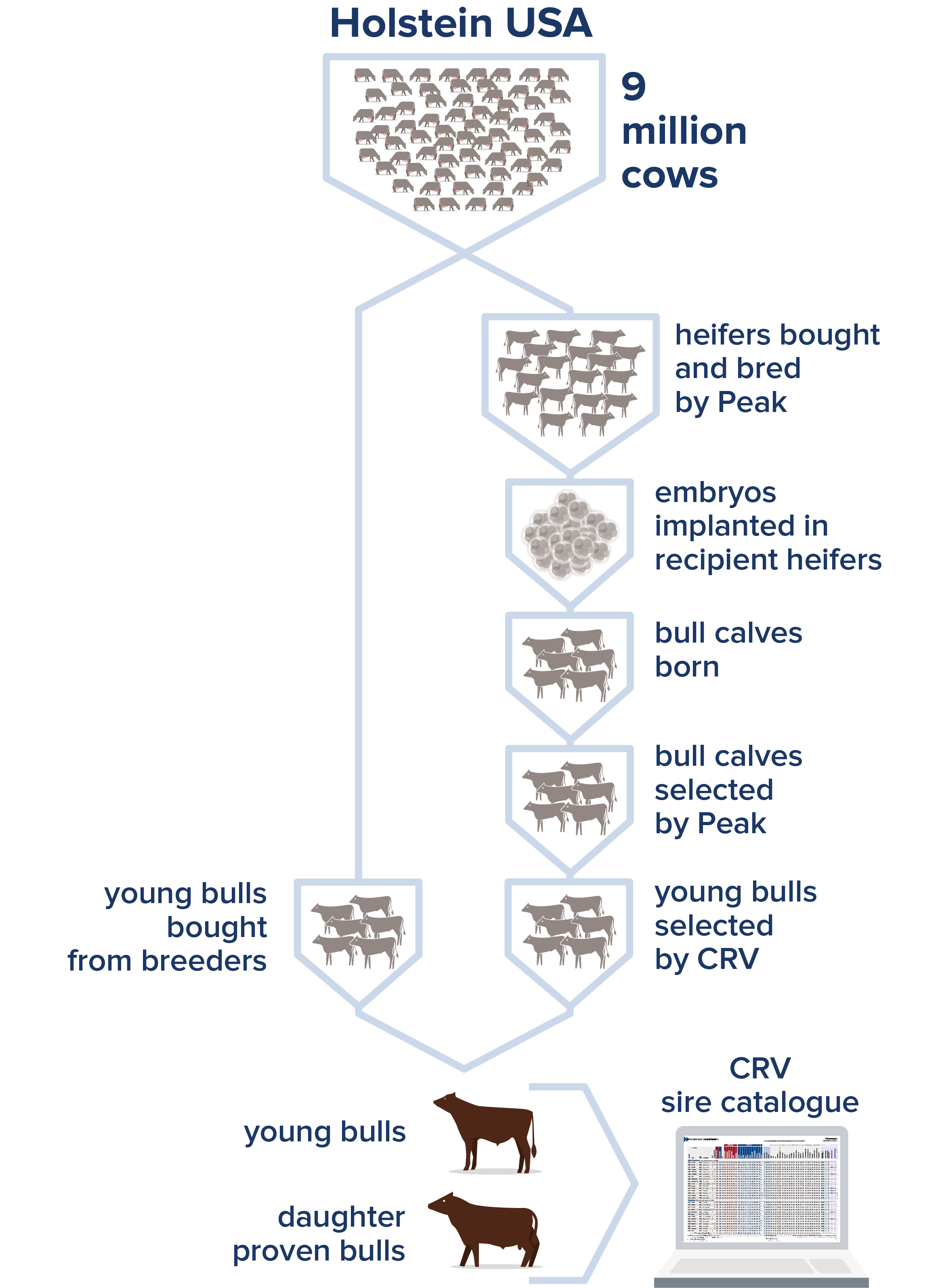 From 9 million cows to 25 bulls each year