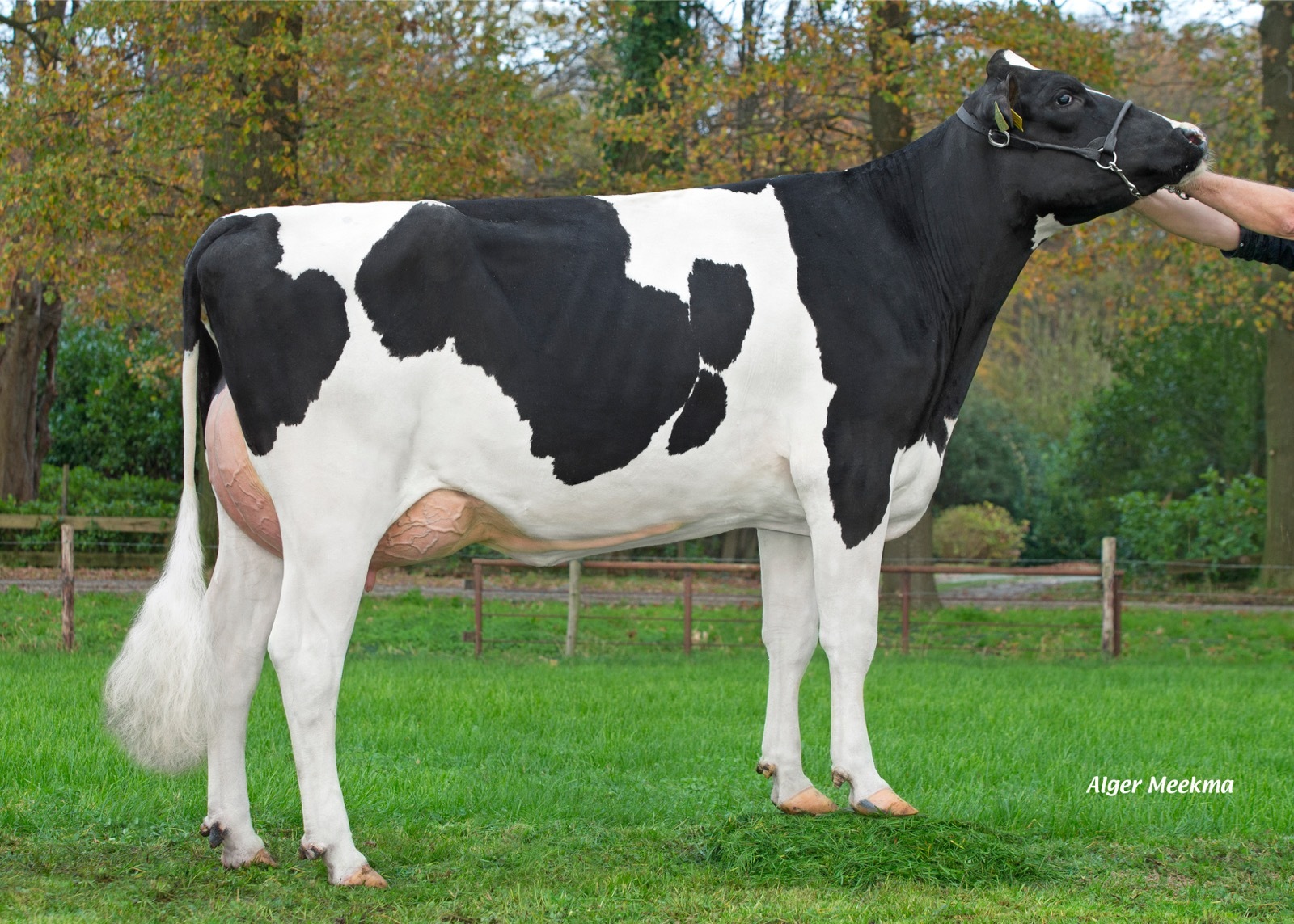 Cristy 3 (Rodeo). Owner: HJA Voskuilen, Hoogland