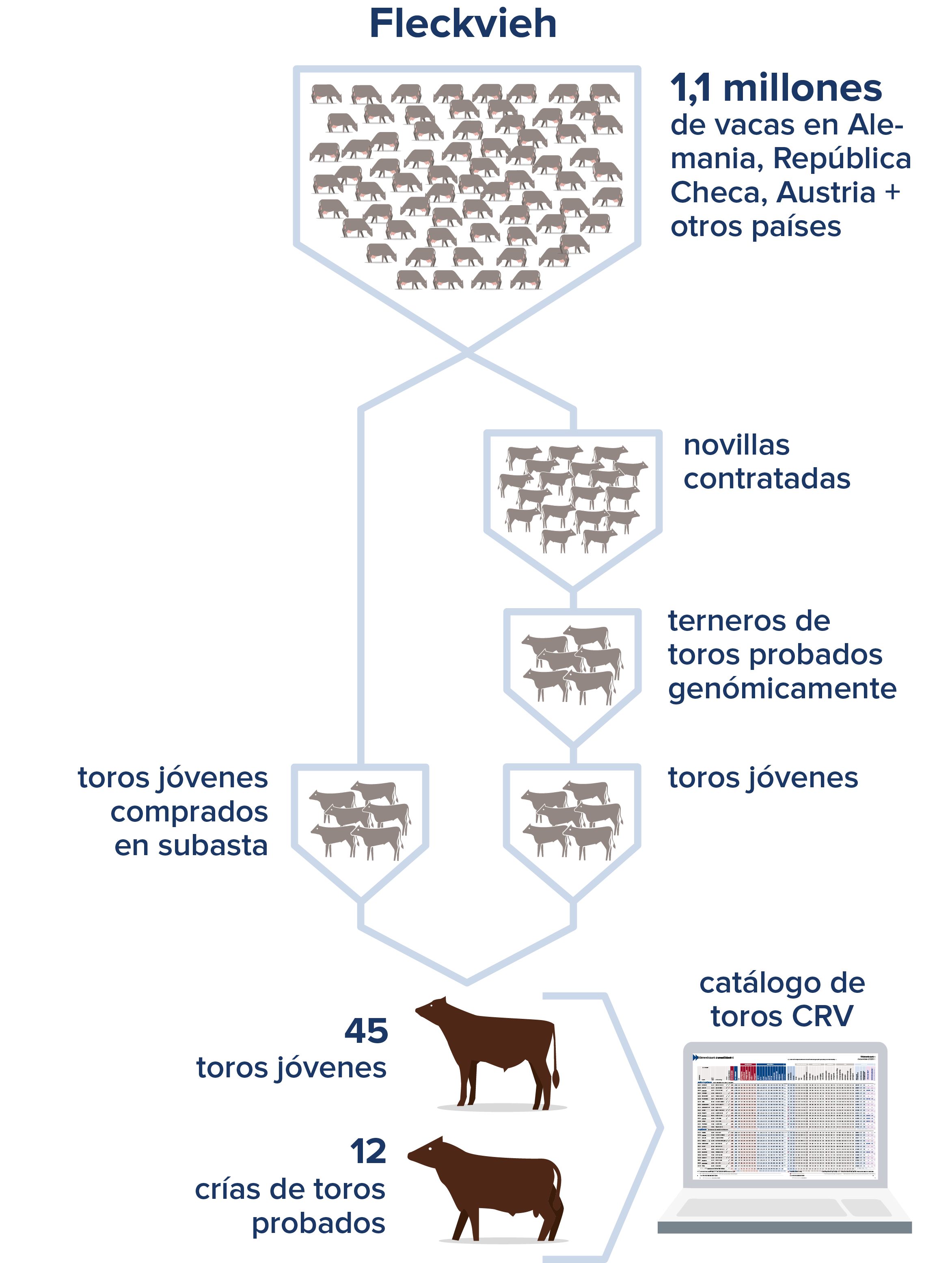 45 toros jóvenes en la cima de la población europea