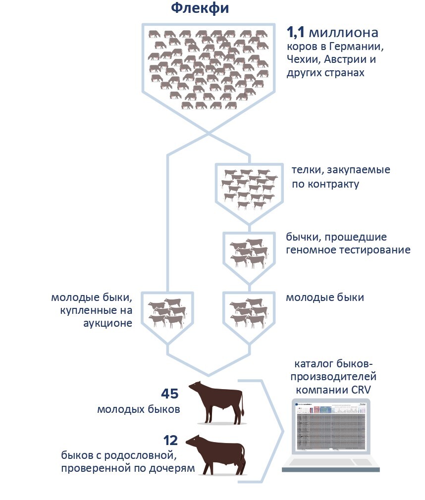 Fleckvieh breeding programme