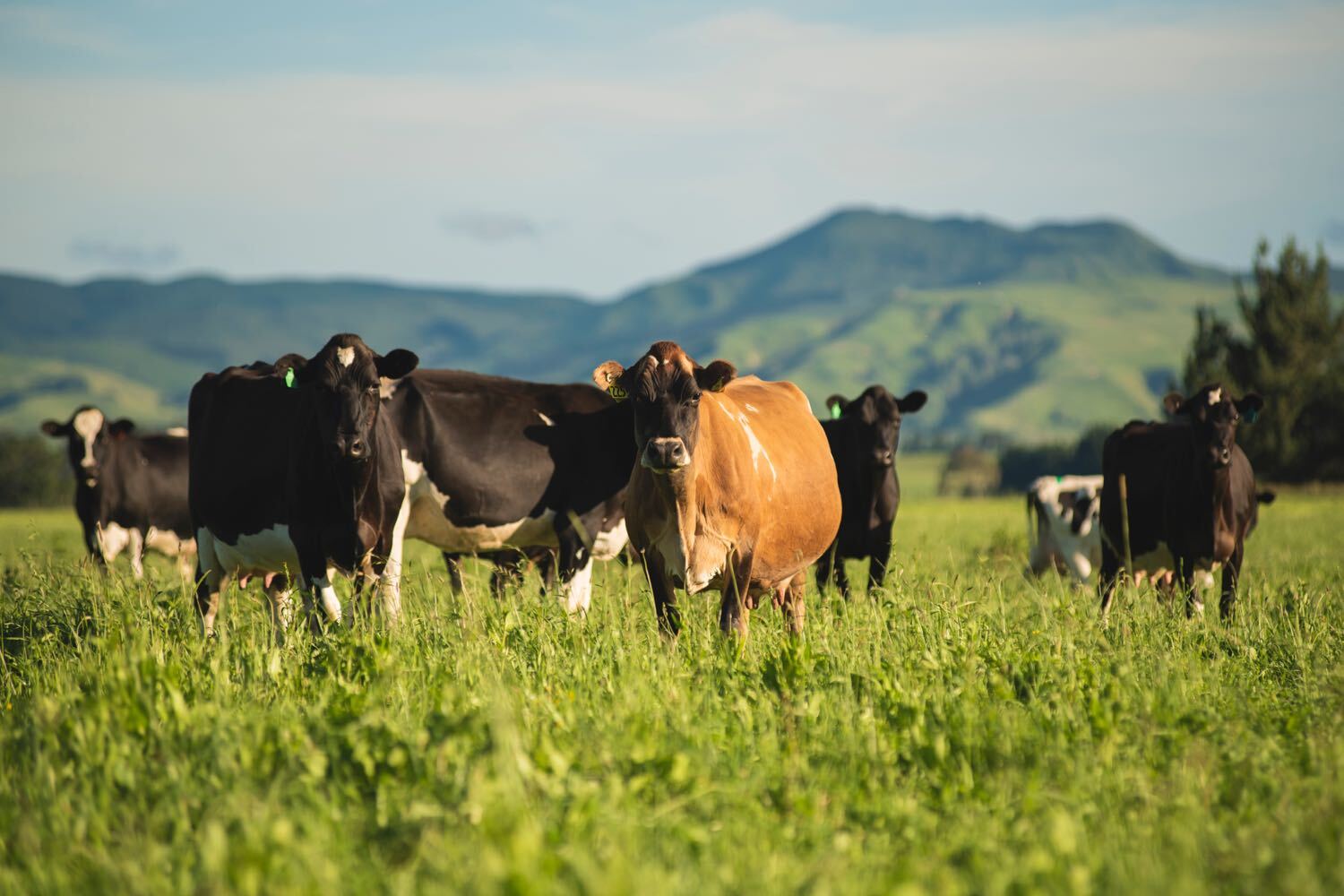 Grazing cows in New Zealand