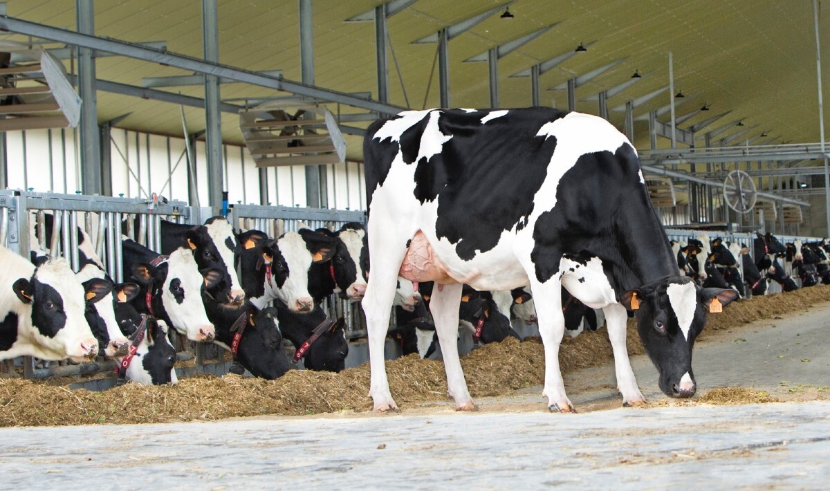 Toros CRV eficientes con componentes altos y menos problemas