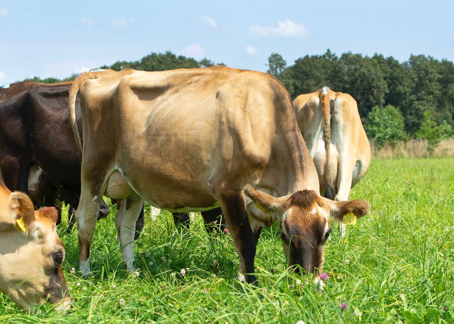 New Zealand Jersey calves raised outdoors.