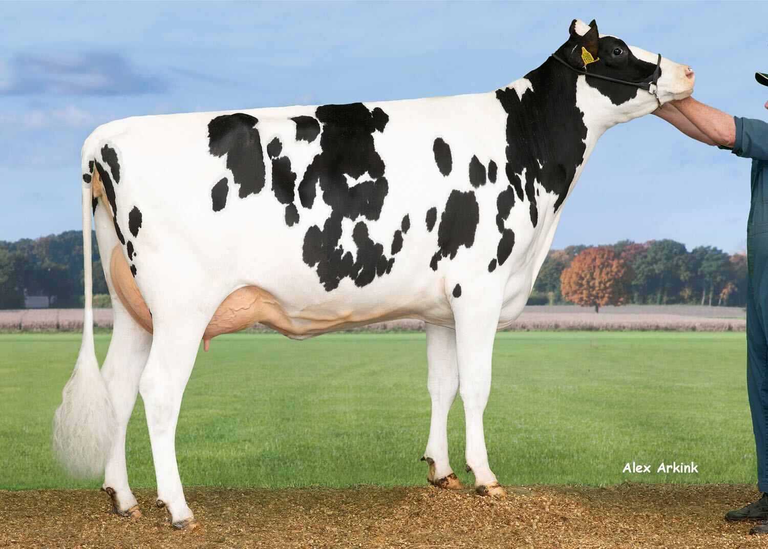 Polled bulls from CRV show strength and components