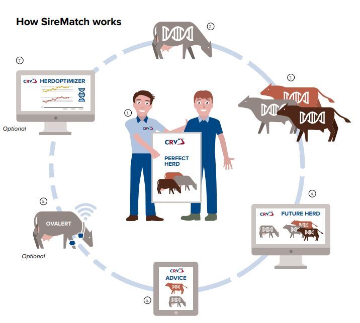 How does SireMatch work?