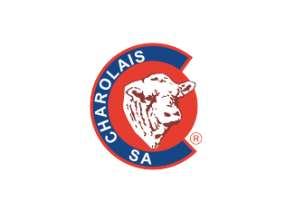 Charolais