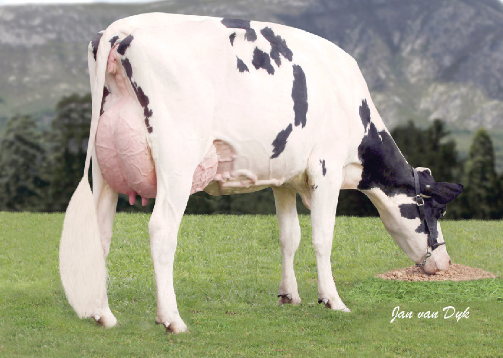 Puttergill Goldwyn Don