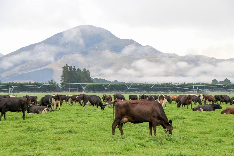 Southland Herd, New Zealand