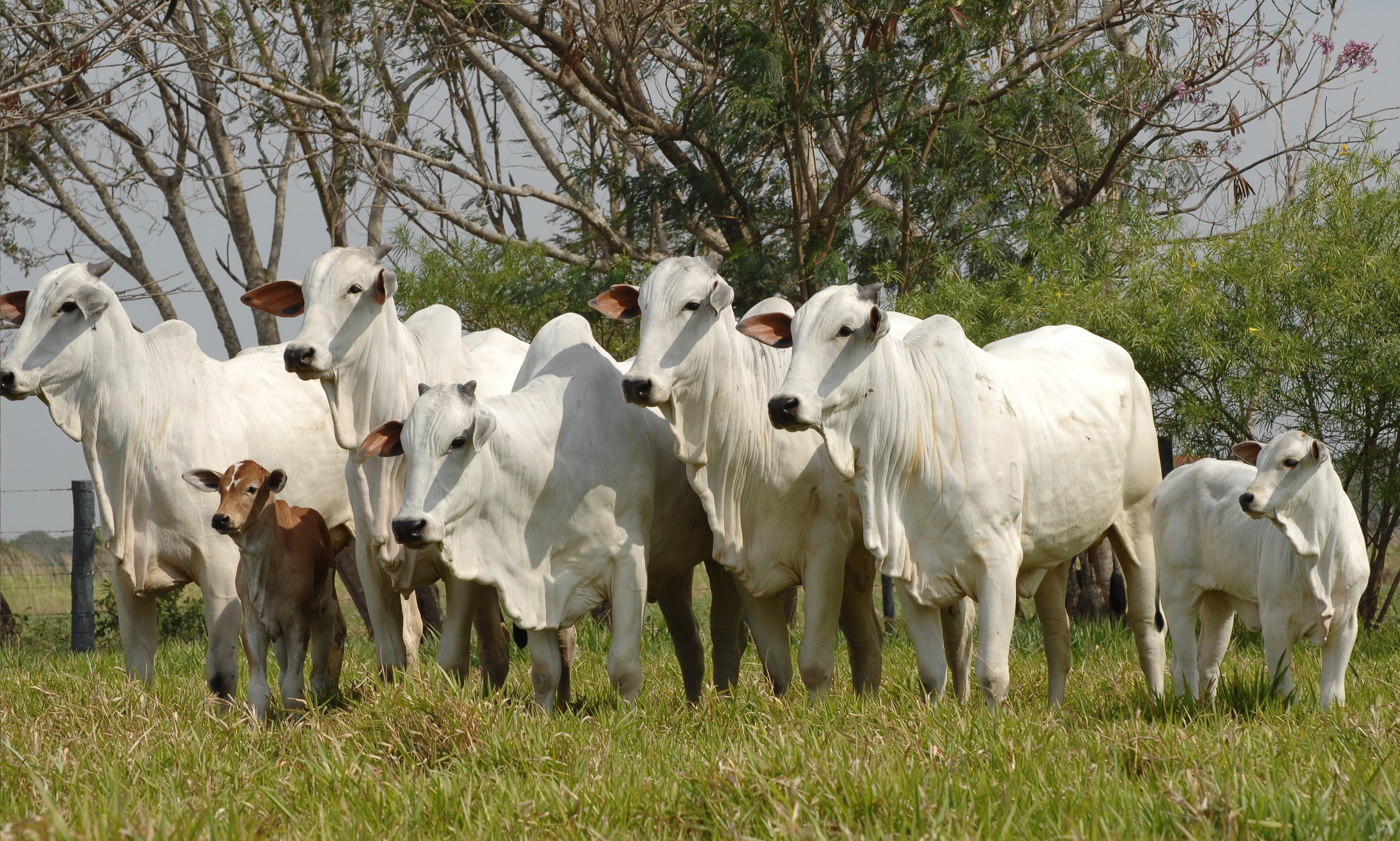 Índices zootécnicos com foco na reprodução de bovinos