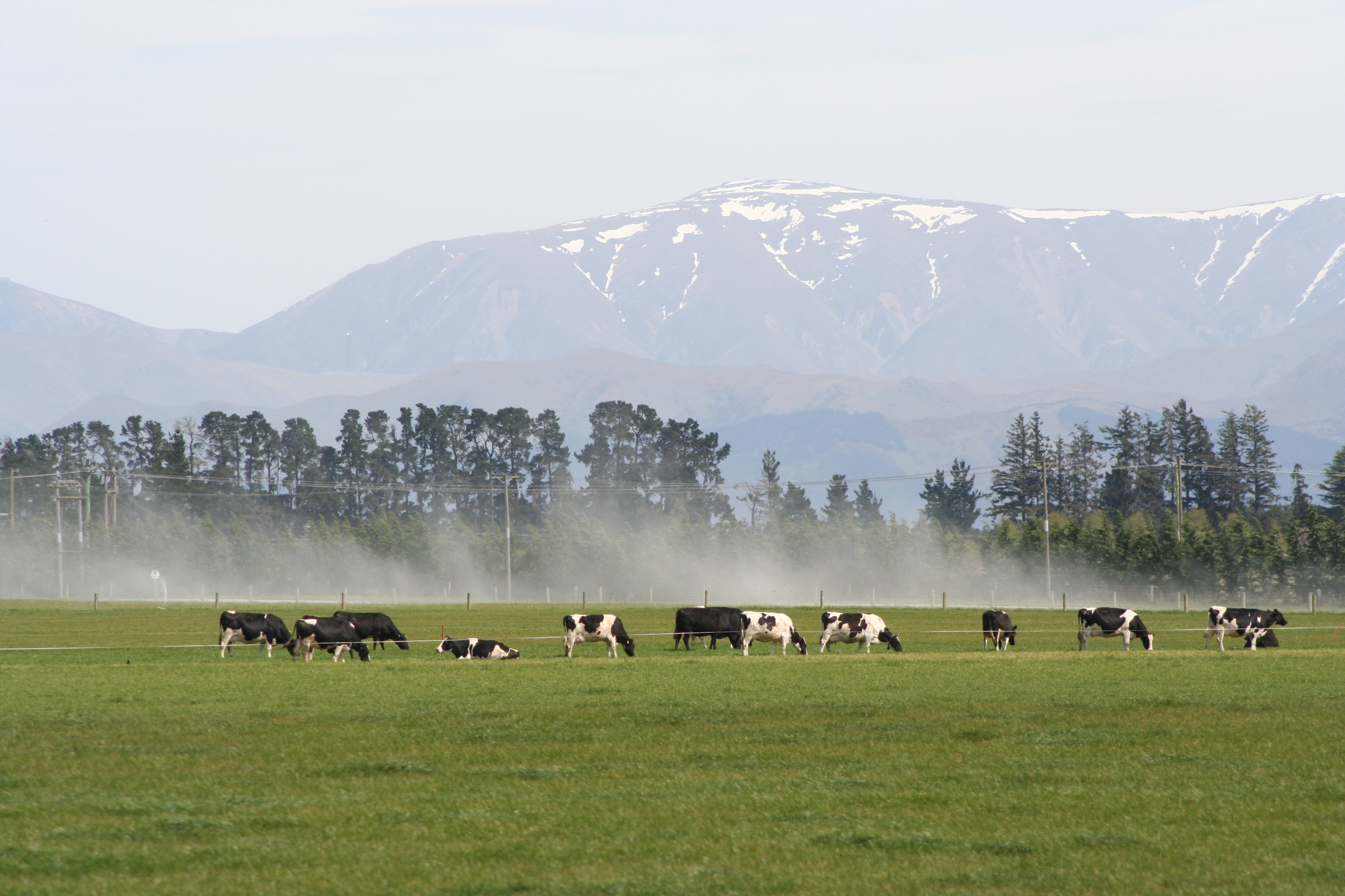 <p><strong>South Island Field Consultants</strong></p>