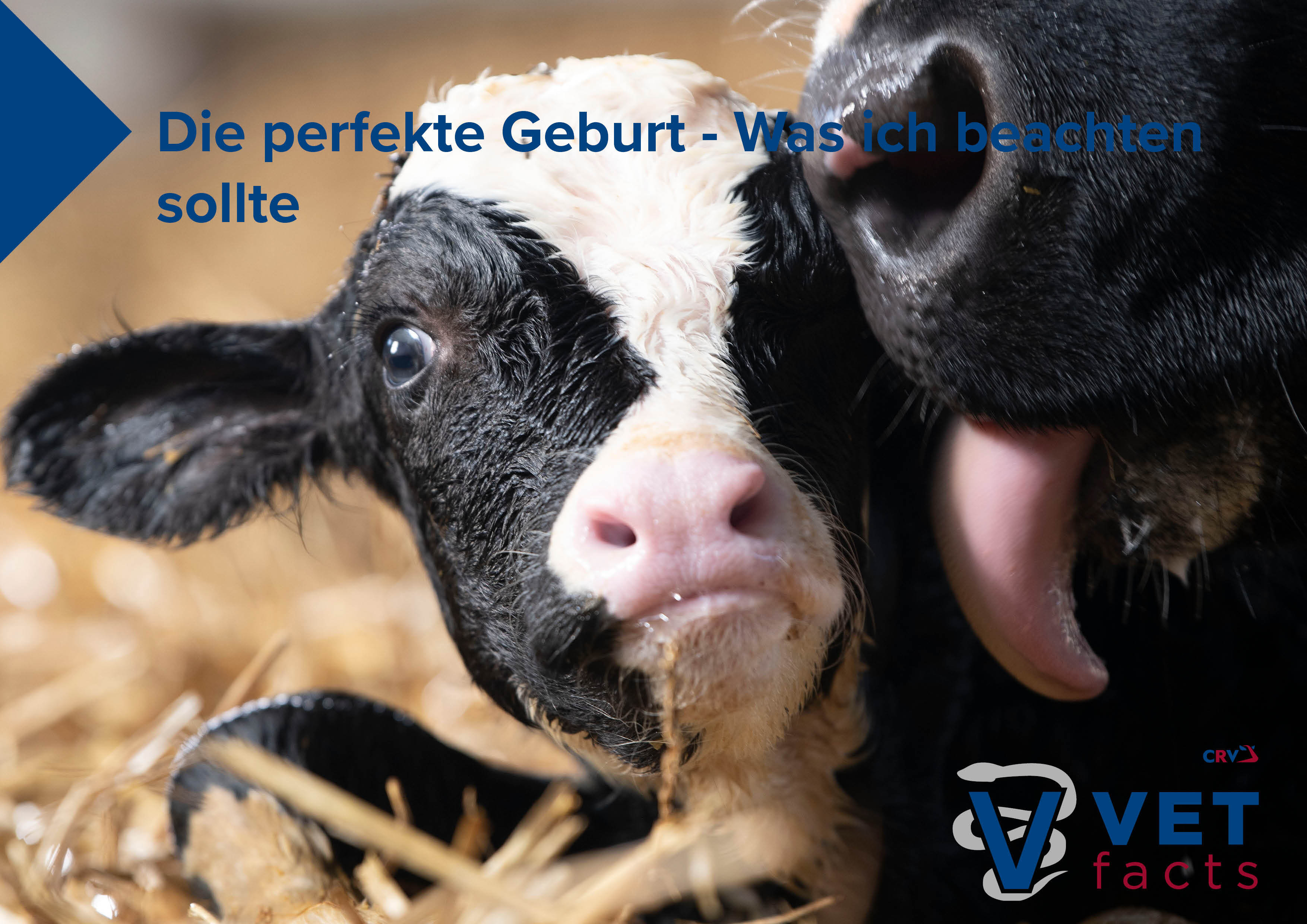 Vet facts - Die perfekte Geburt - Was ich beachten sollte