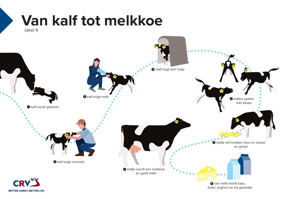 Poster Van kalf tot melkkoe onderbouw
