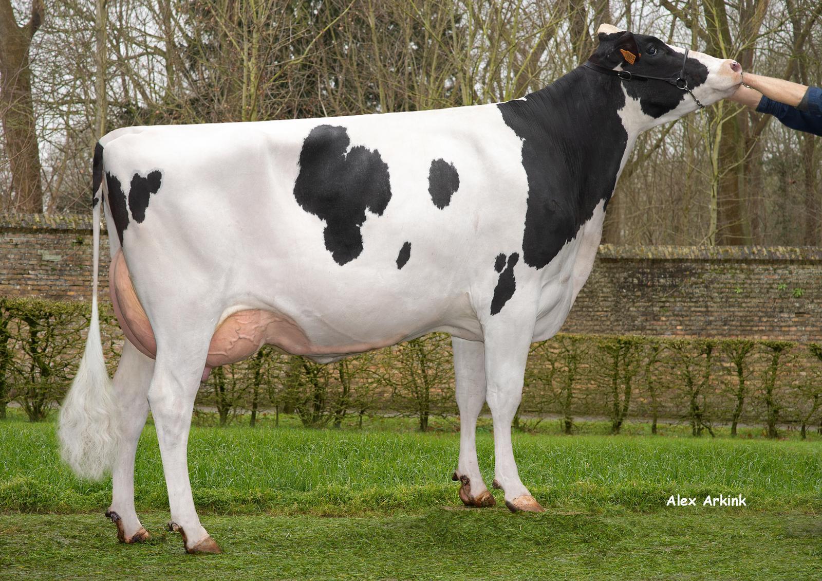 Silencium v/h Zomerbloemhof (AB 86, v. Dolmen) van de familie Lahousse toont de sterke beenvererving van haar vader