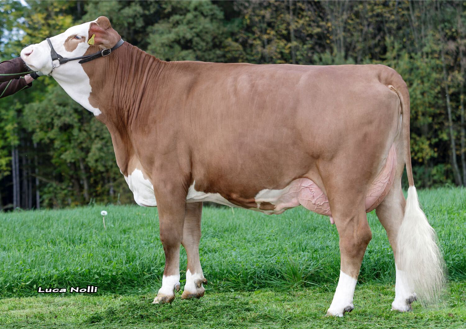 New bulls show progress in the CRV Fleckvieh breeding programme