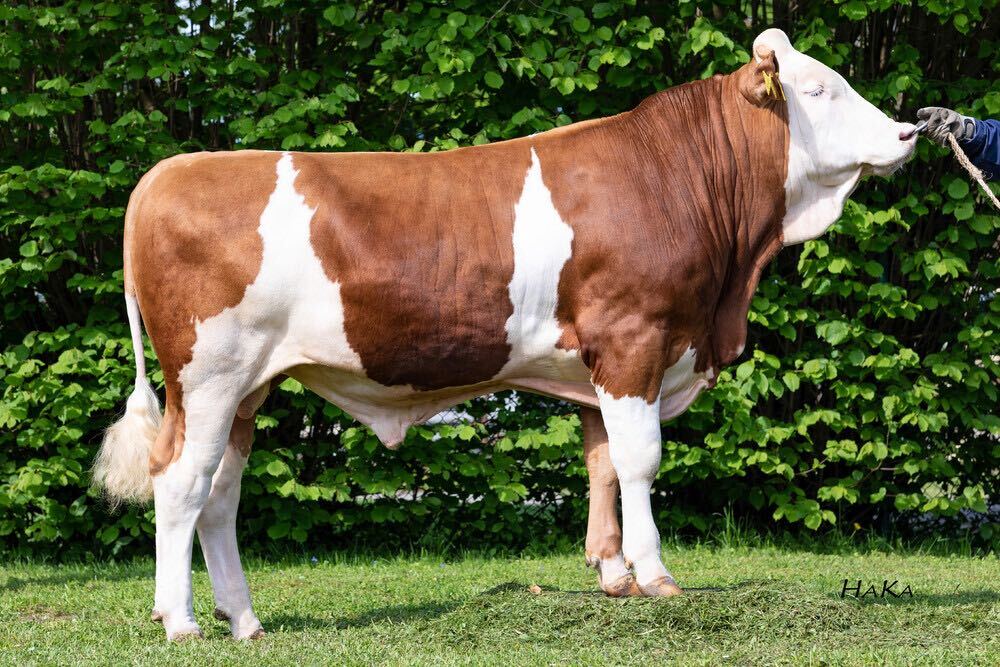 Han Solo (Hashtag x Rolls)