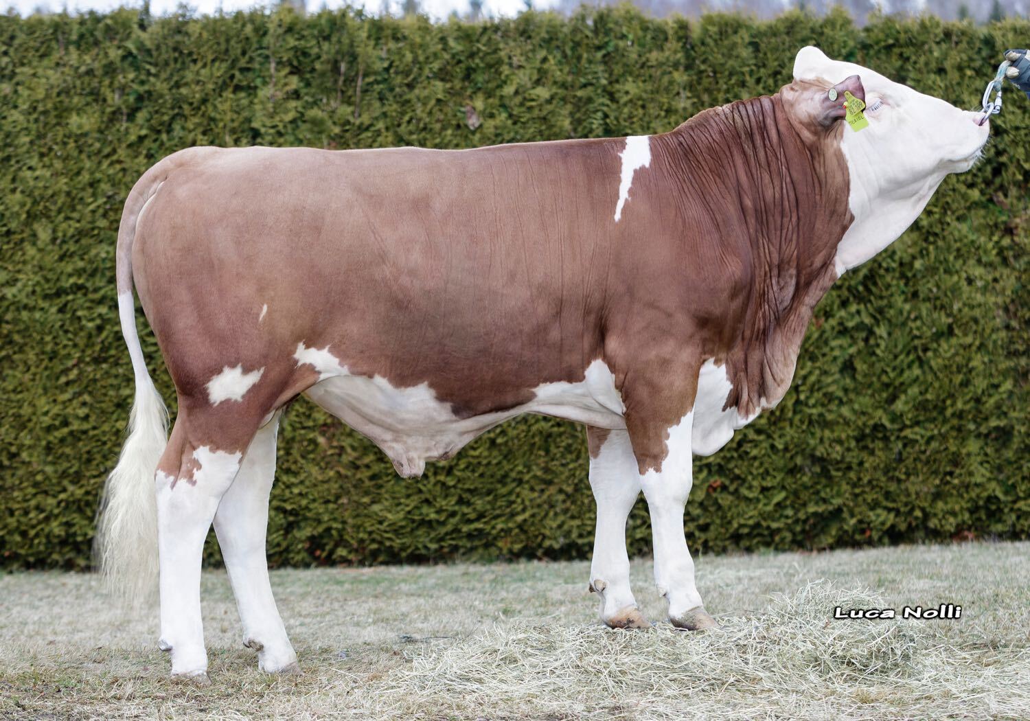 Meriol P*S (Mercedes Pp x Irl PP)