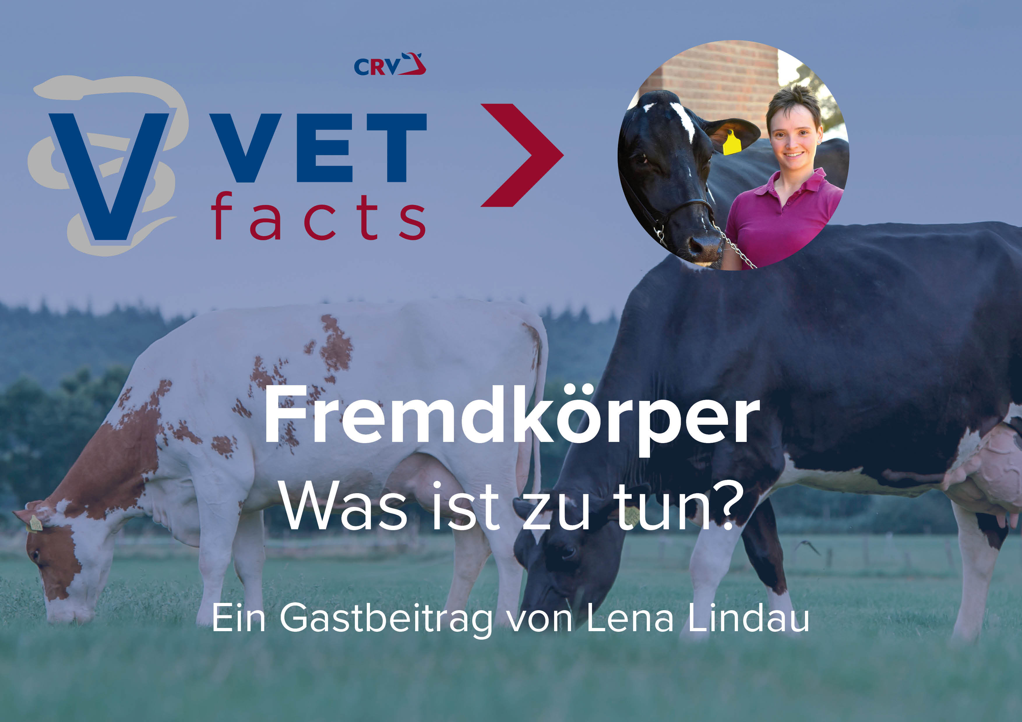 Vet facts - Fremdkörper: Ein Gastbeitrag von Lena Lindau