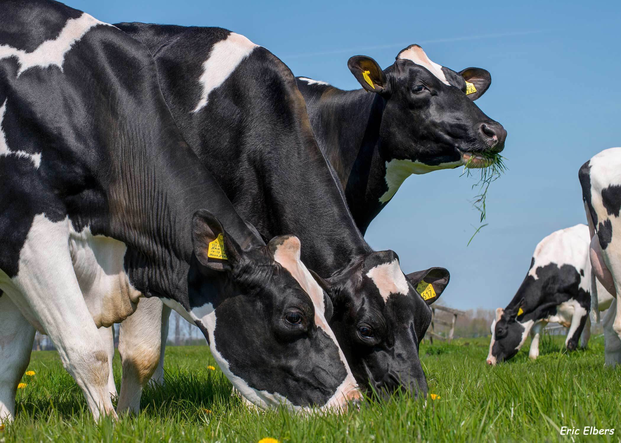 Vet facts - Kosten minimieren durch Stoffwechselstabilität: Ein Beitrag von Tierärztin Anna Bruhn