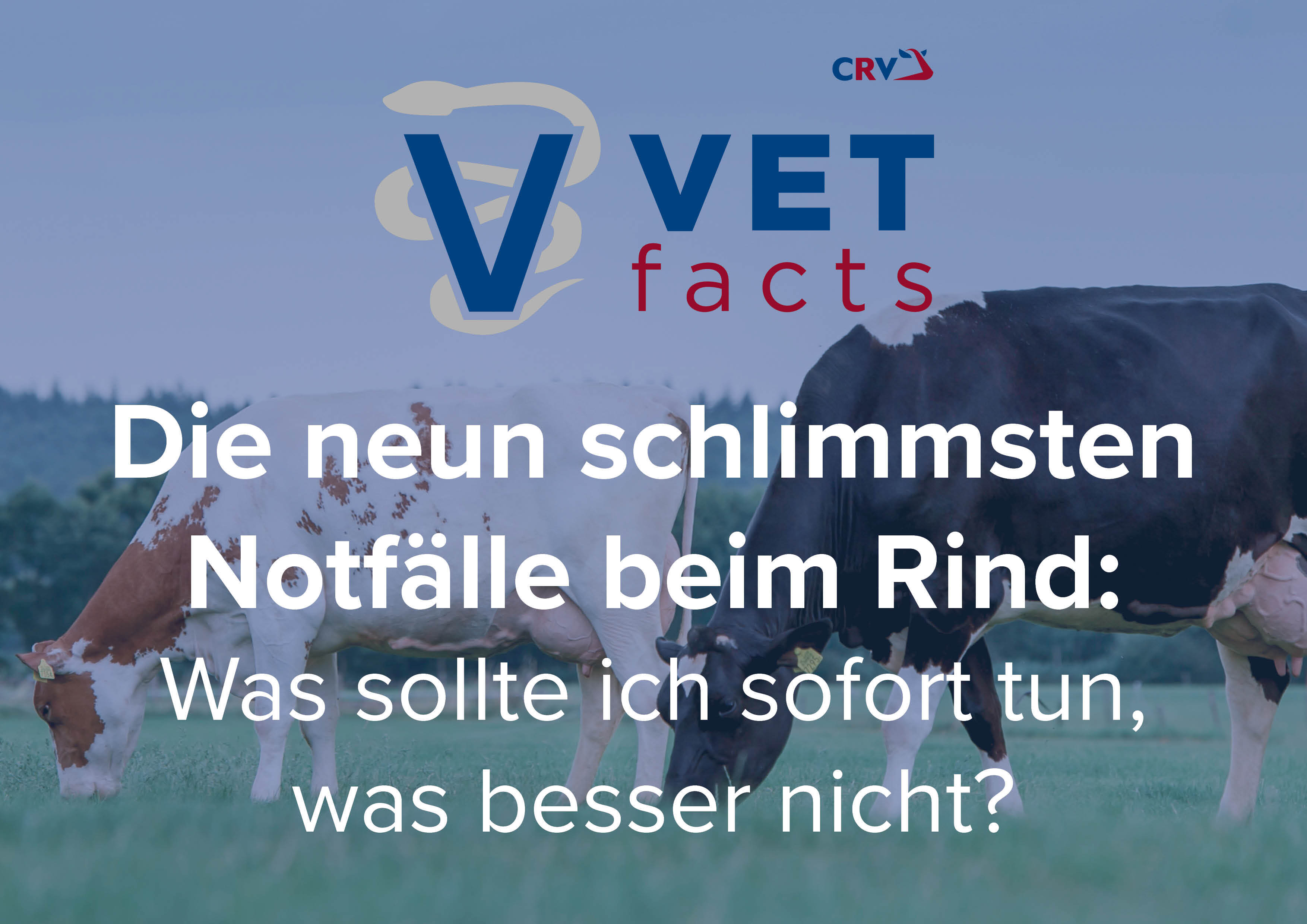 Vet facts - Die neun schlimmsten Notfälle beim Rind