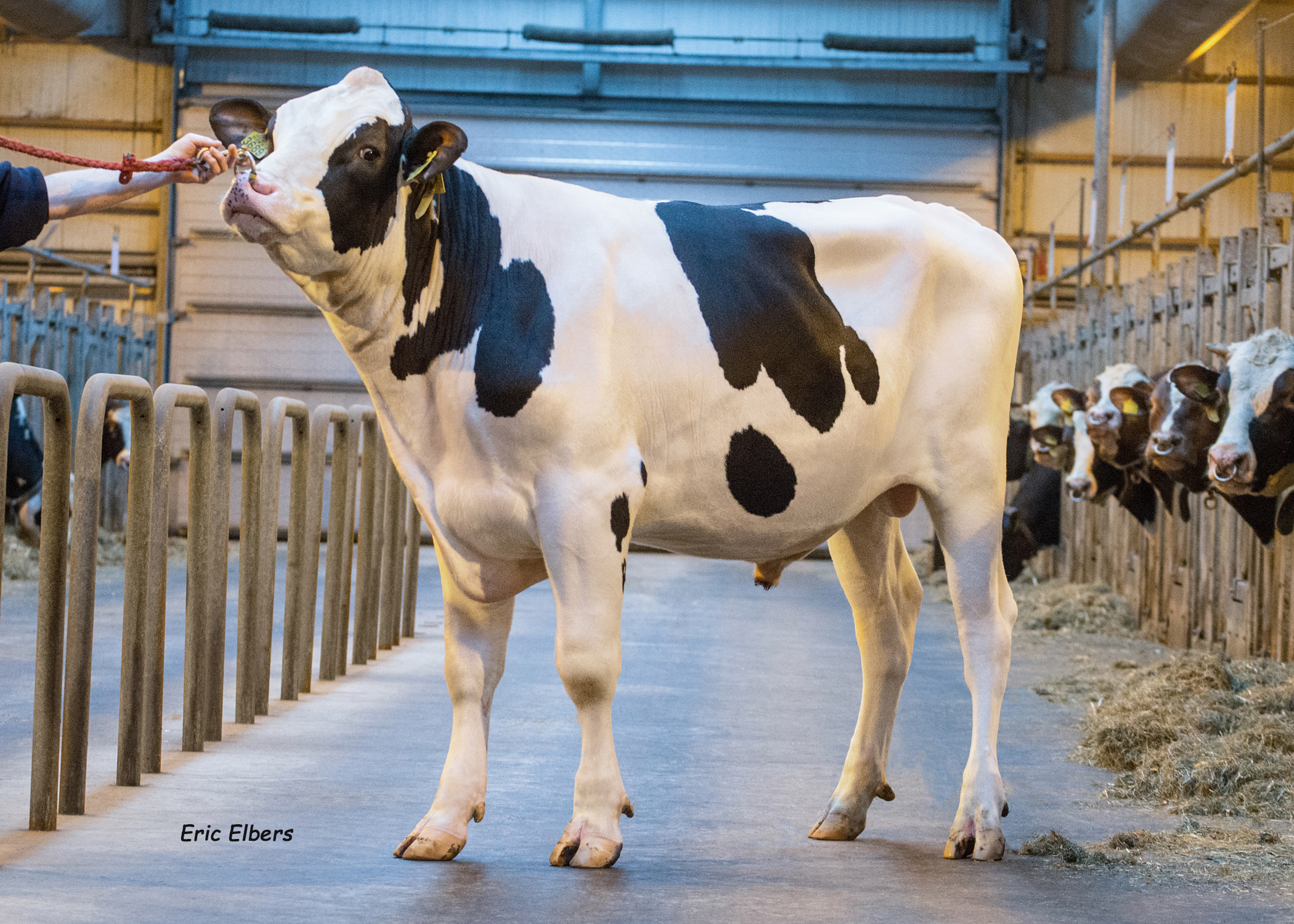 Funky P - Holsteinbulle des Montas Mai 2024