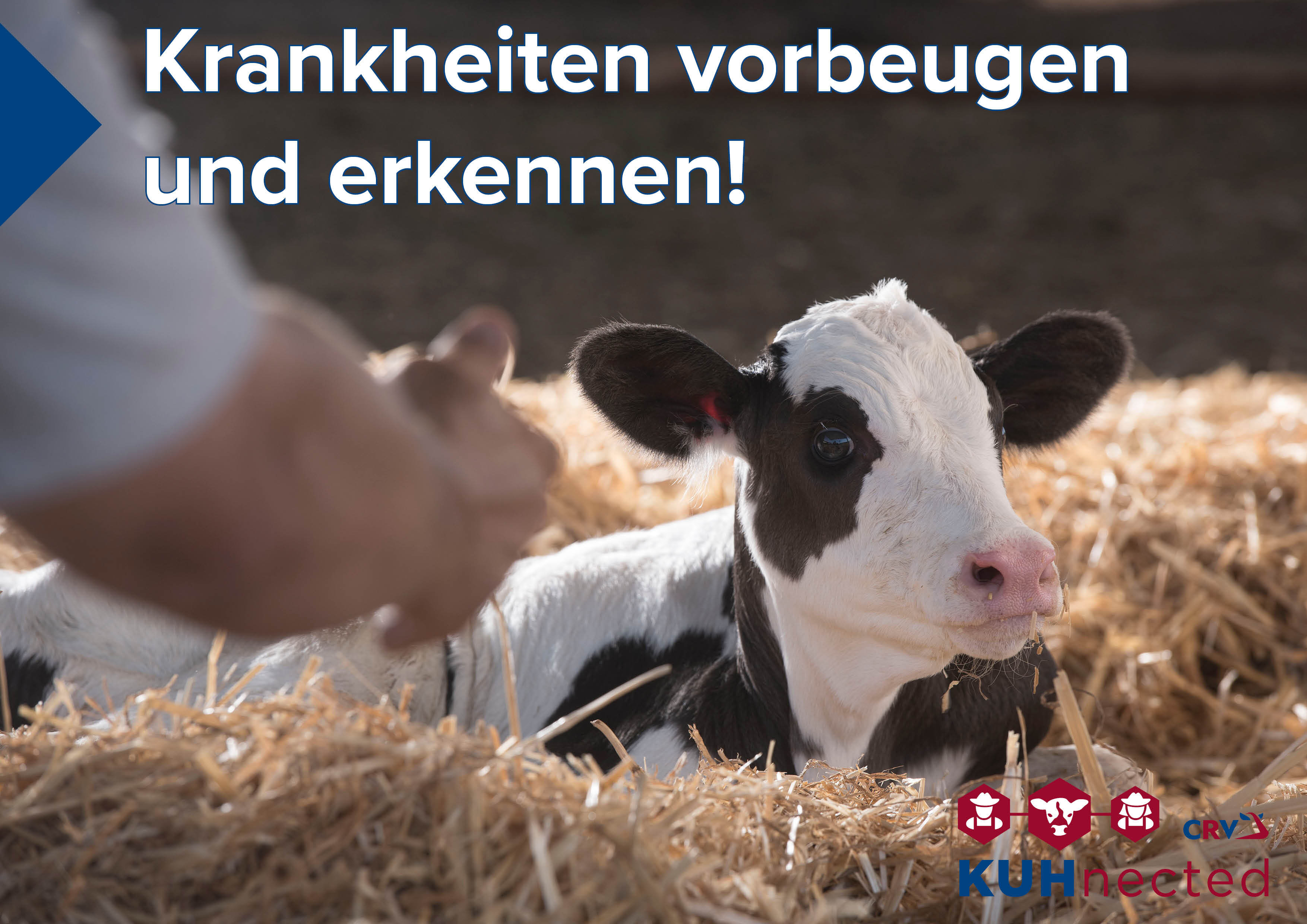 KUHnected - Kälberkrankheiten erkennen und vorbeugen!