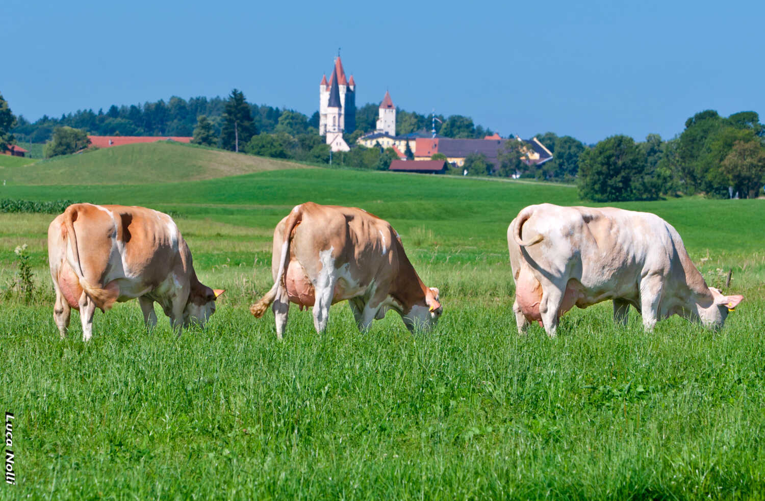 Panorama Fleckvieh cows Schussmüller