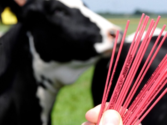 Sexed Straws and Cow